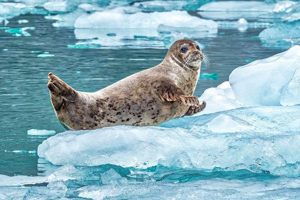 Harbor Seal-LeConte Bay-Alaska-USA